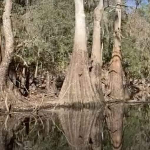 Screenshot 2024 11 24 at 9.06.34 PM In: Meditation Monday | Our Santa Fe River, Inc. (OSFR) | Protecting the Santa Fe River